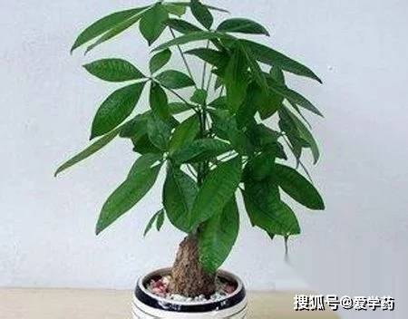 类似龟背竹的植物图片 920981c82a9a4d6b8a22b50c2162eb46.jpeg