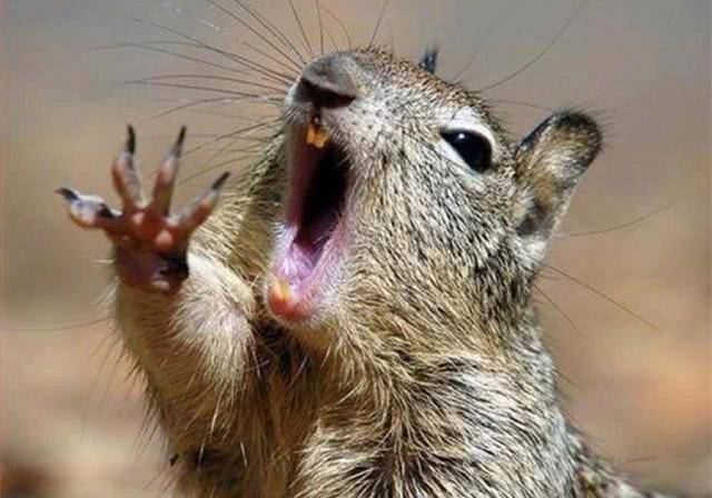 松鼠下崽前有什么特征 9c37f376a1eb418ebcbb0783968ae68a.jpeg