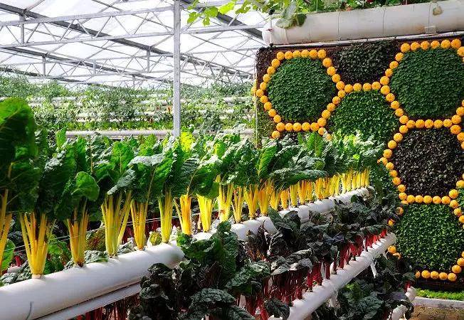 日照创意农业温室大棚,新型农业景观形态-青州市广源温室工程有限公司