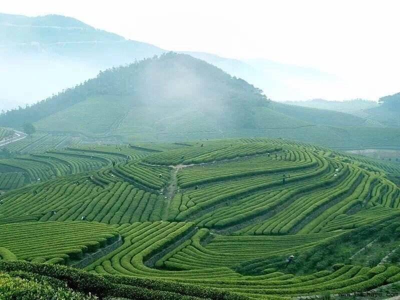 总结一文概全云南普洱茶台地茶与乔木老树茶的区别