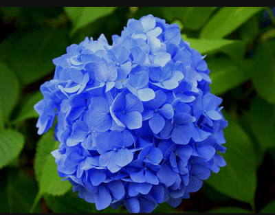 朵花|心理测试：哪朵花最好看？测你身上什么地方最吸引异性？