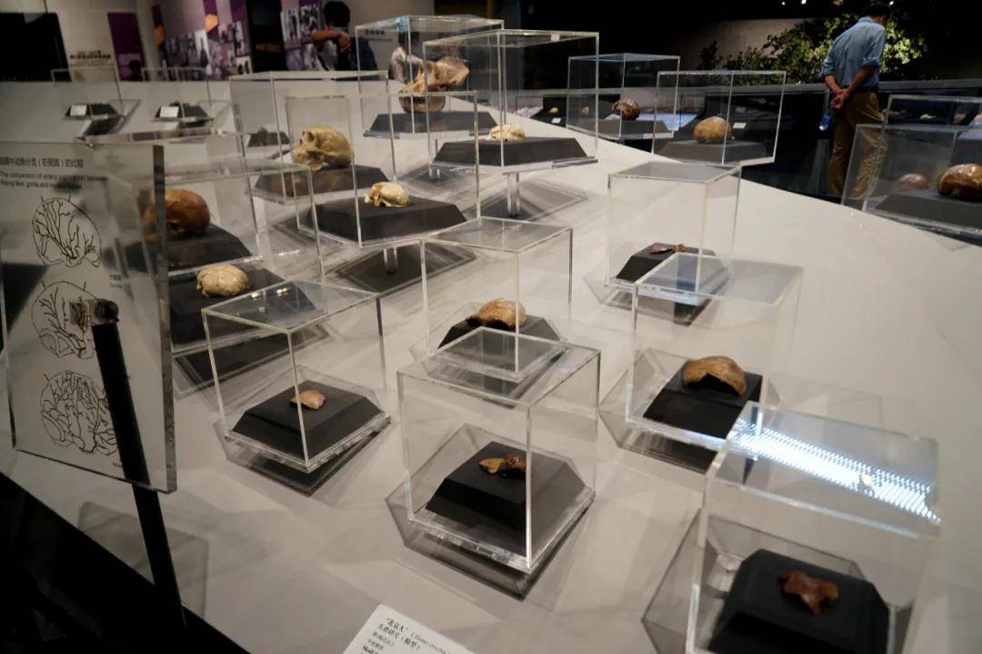 头盖骨|北京西南郊小山包 为何成为世界文化遗产