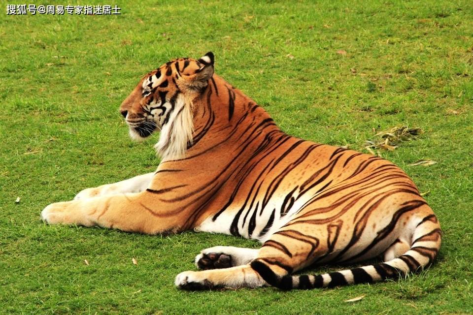 企足而待打一生肖是什么动物，核心要点解释