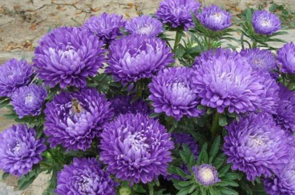 怎么养花不死花 d323215b31e544d1855b3a17edc20787.jpeg