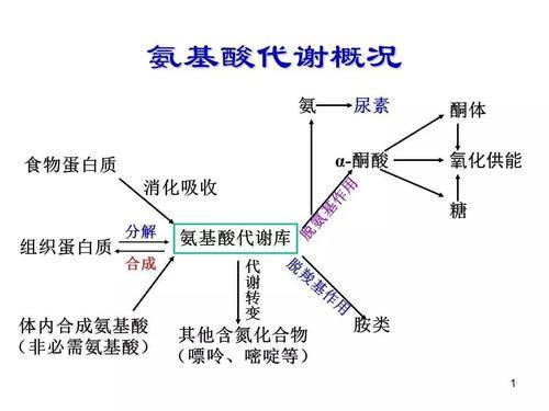 研究人员|乙肝相关HCC生理学机制，三种氨基酸促风险，失调代谢型起作用