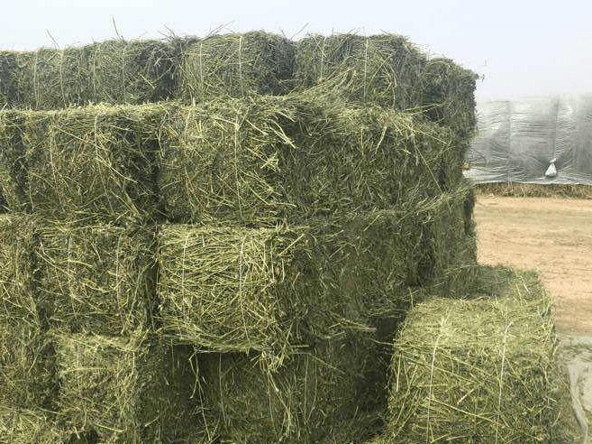 冬季怎样储备牛羊草料如何防止掉膘哪些牧草适合青贮