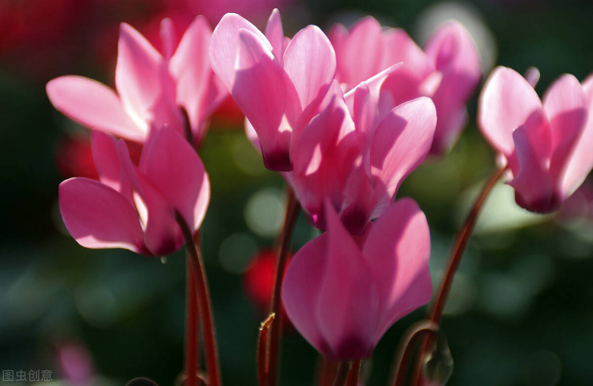 仙客来花茎变软怎么办