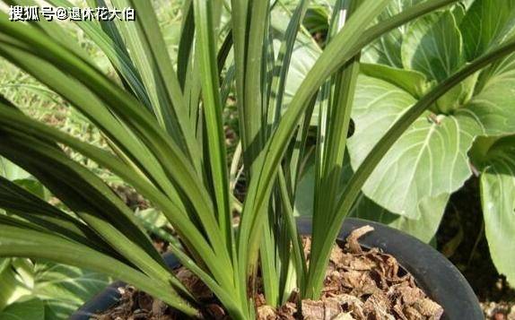 盆栽土壤板结快速改良方法 503024f8f06141fda1b62f4c948f59cc.jpeg