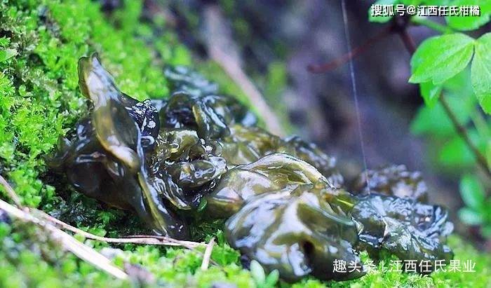 一声春雷一碗菜,口感堪比燕窝,人工种植成发家致富好帮手!_雷公