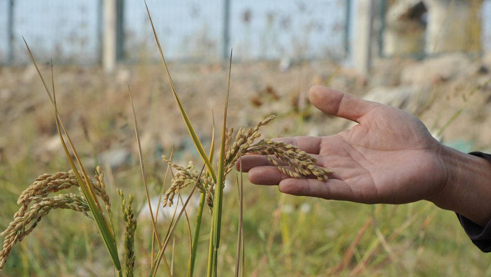 青岛植物爱好者,路边盐碱荒地上,发现4株疑似野生水稻