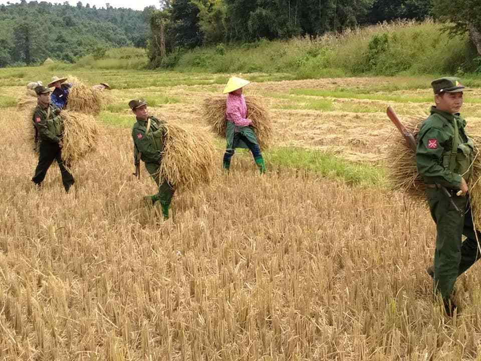 北掸邦军999旅帮村民割谷子