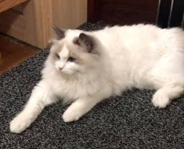原创布偶猫爱钻垃圾桶睡觉,主人受不了打算扔掉,网友:扔哪我去捡