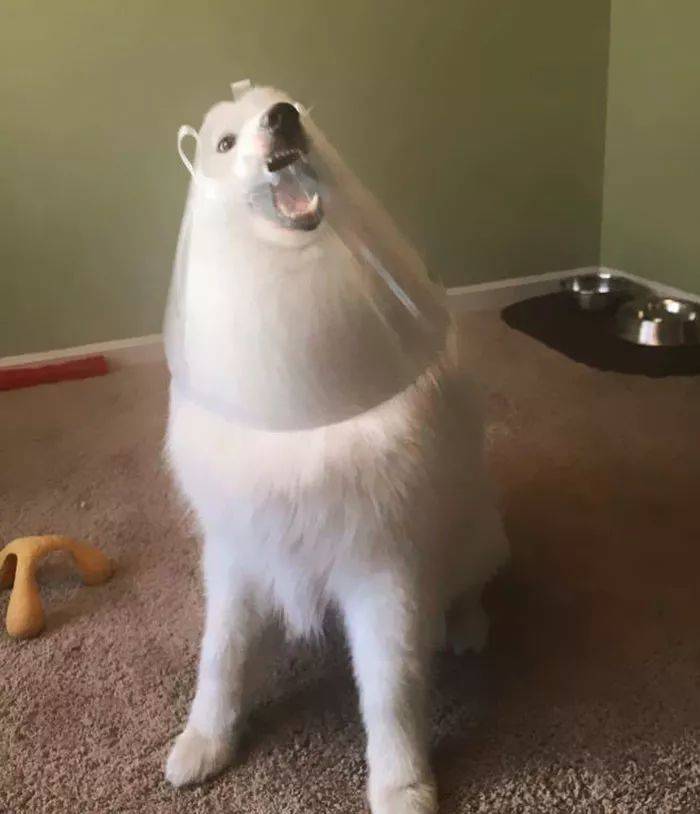 77f0ae4ee9b7499f844f2eab9025bf97.jpeg
