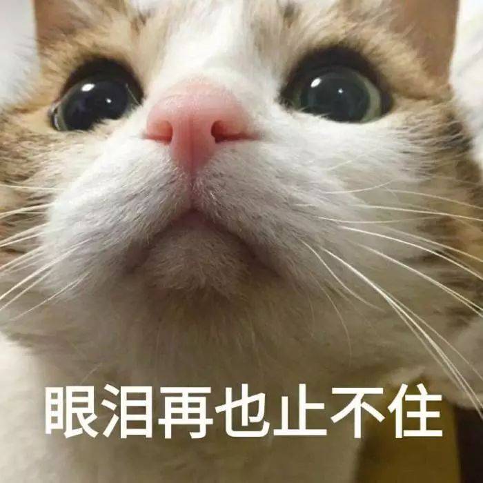 猫咪表情包:你成功引起了我的注意.