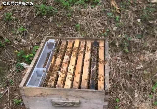 中蜂和意蜂同场养殖的七大技术要点,掌握好了想盗蜂都