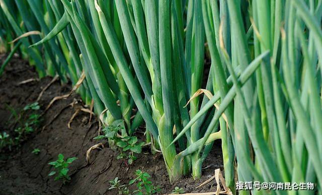 1c10453dfab743839d3c80700fc5cc29.jpeg