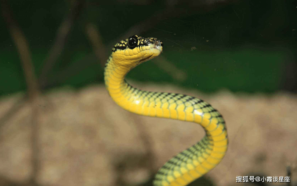 梦回指间,蛇咬无毒的寓意与后续之见——一场关于自我救赎与重生的梦境解析 梦回指间,蛇咬无毒的寓意与后续之见——一场关于自我救赎与重生的梦境解析