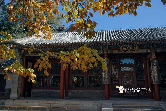 2小时着古装匆匆颐和园之行，感受北京之秋，遇见“最美”银杏！_故宫