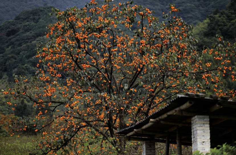 广州郊外的“柿”外桃源，不用去婺源，也能打卡深秋景色_柿子