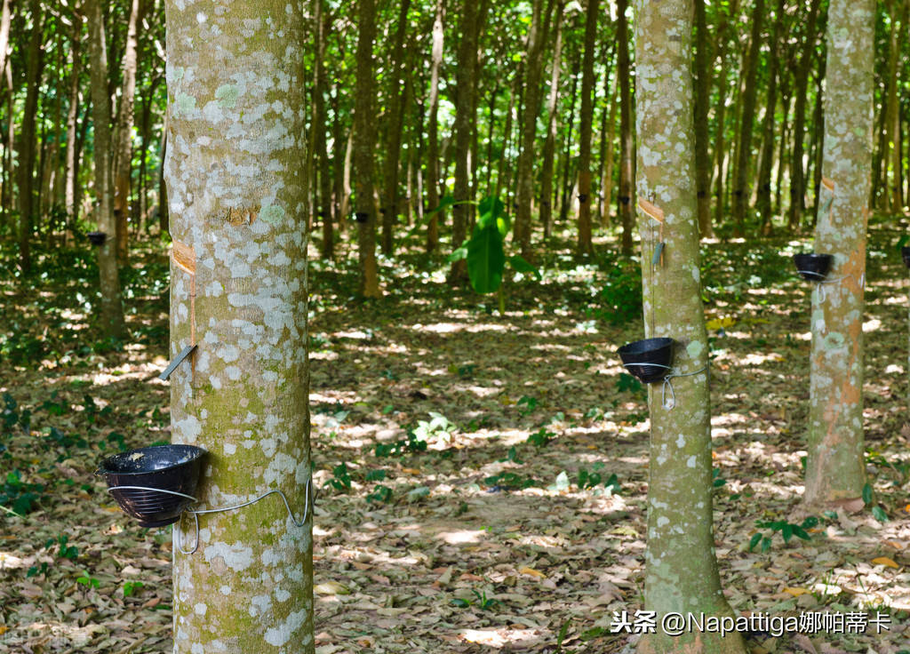 napattiga娜帕蒂卡泰国南部专属橡胶林,我们亲身体验
