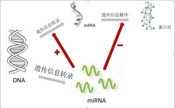 开发|乙肝解剖HCC通路，南非科学家开发，miRNA调控表达工具