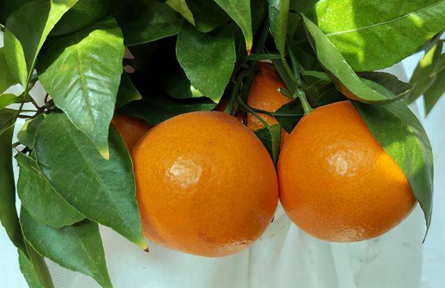 黄美人柑橘品种介绍-时下很火的新品种