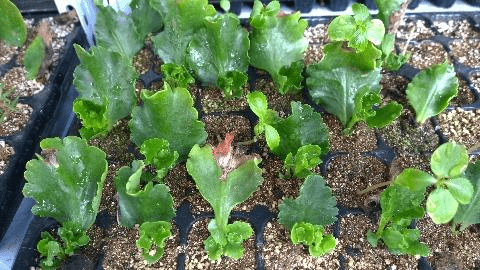 几月份扦插长寿花最合适 5b921452000246309e3f4d51c4babbf0.png