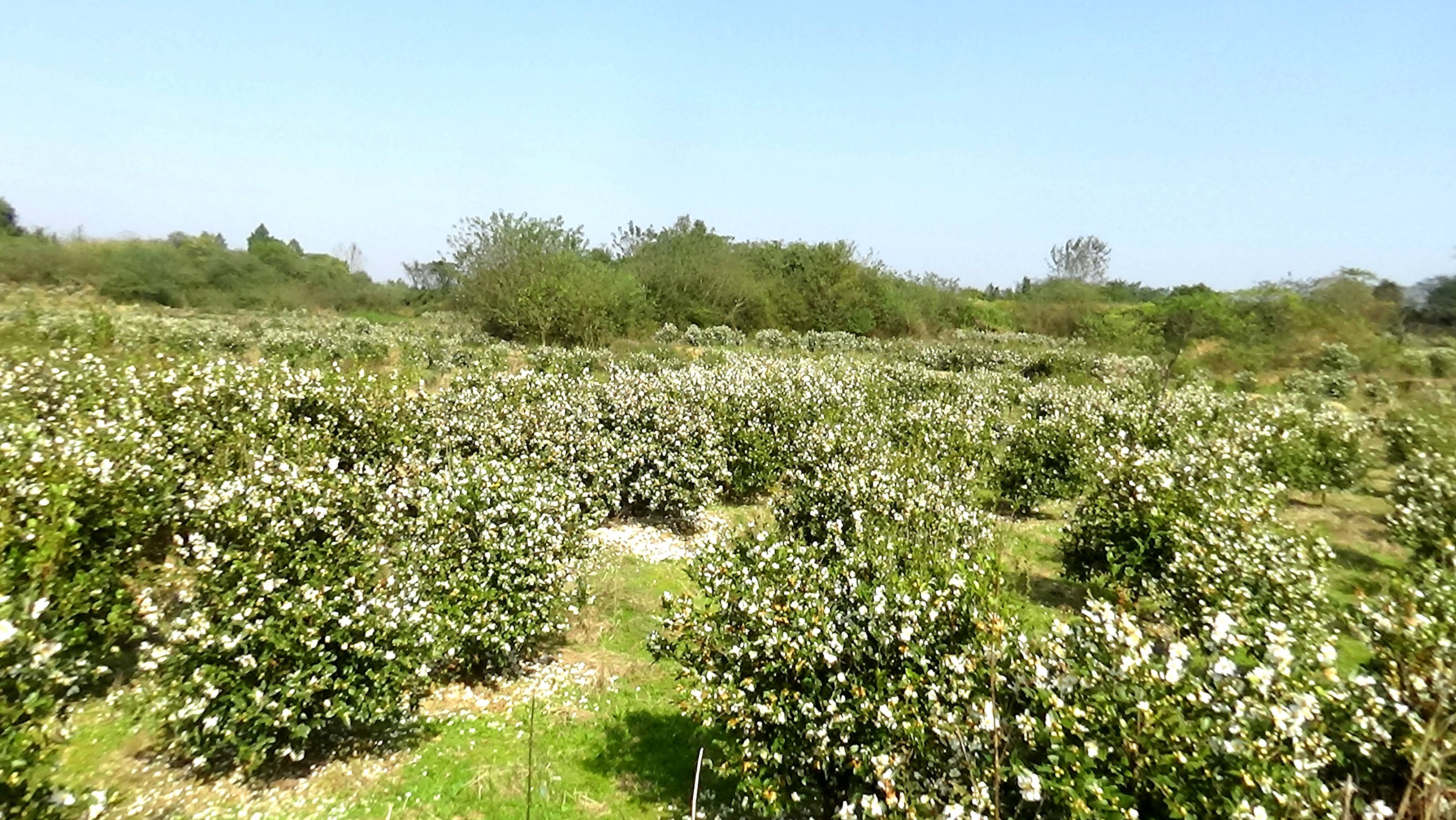 湖口县流泗镇油茶基地600亩油茶树茶花盛开