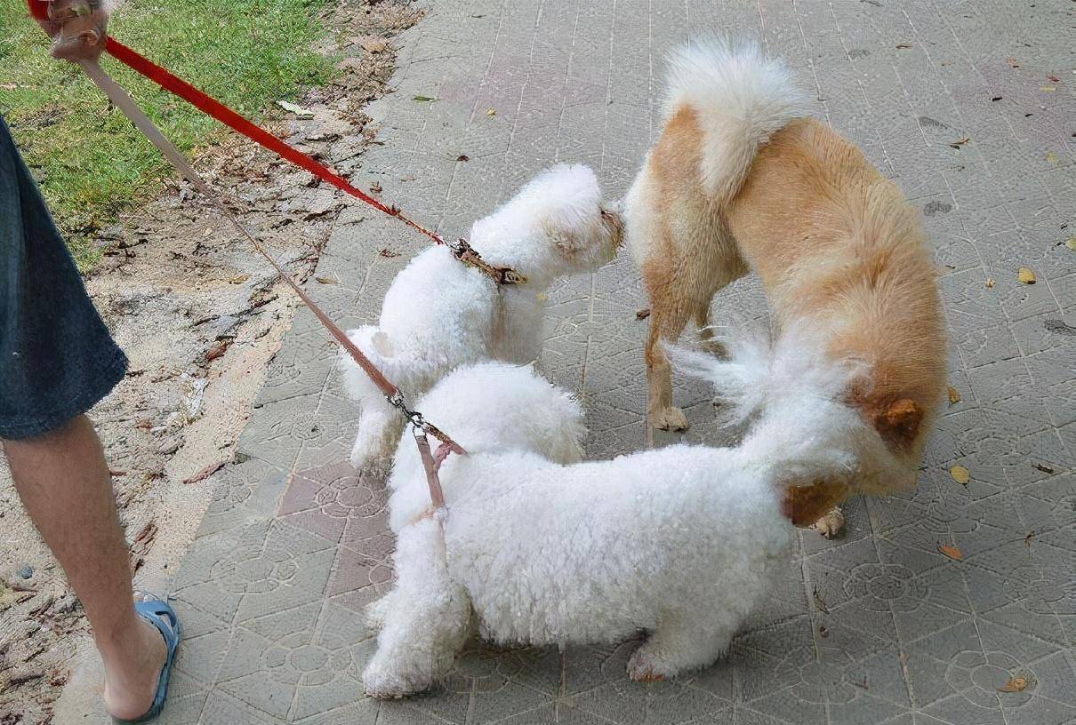 狗狗为什么会互相闻屁股?
