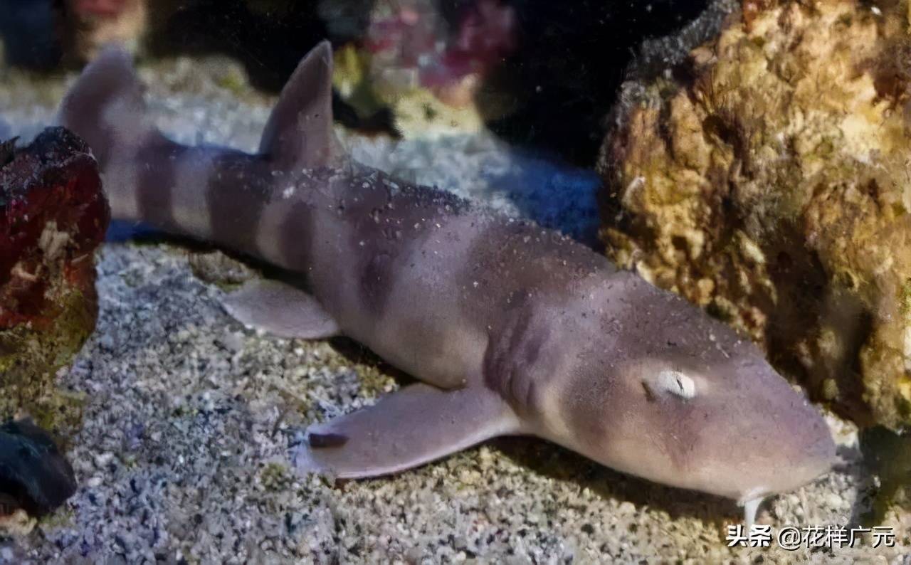【伟大的动物们】沙虎鲨 | 第49期 2019年11月27日 - 知乎