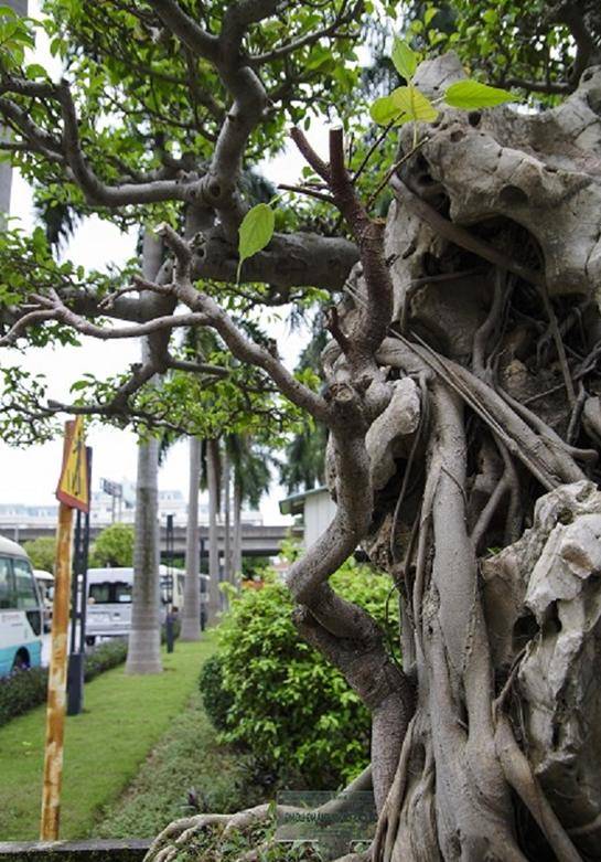 树是怎么做成卫生纸的 b859f7eda0b34c44b490ff82f750bad0.jpeg