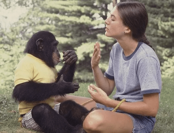 当黑猩猩吃人奶,和人类一起上学念书,看它曲折离奇的一生
