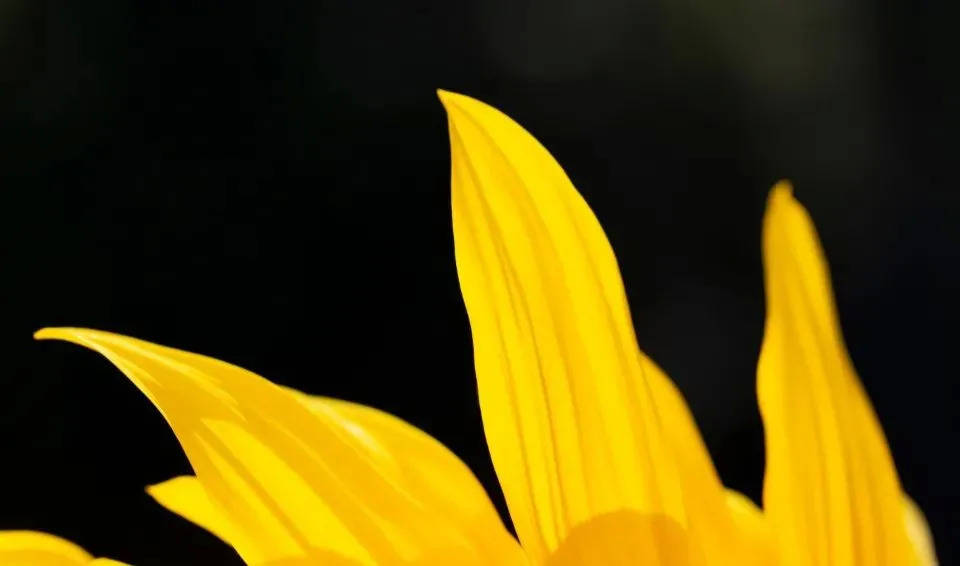 双十一家电业收获开门红,背后最大动力却是高端精品-家电圈官网