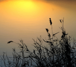 9463c90b337247a6918d8523e69063c4.png