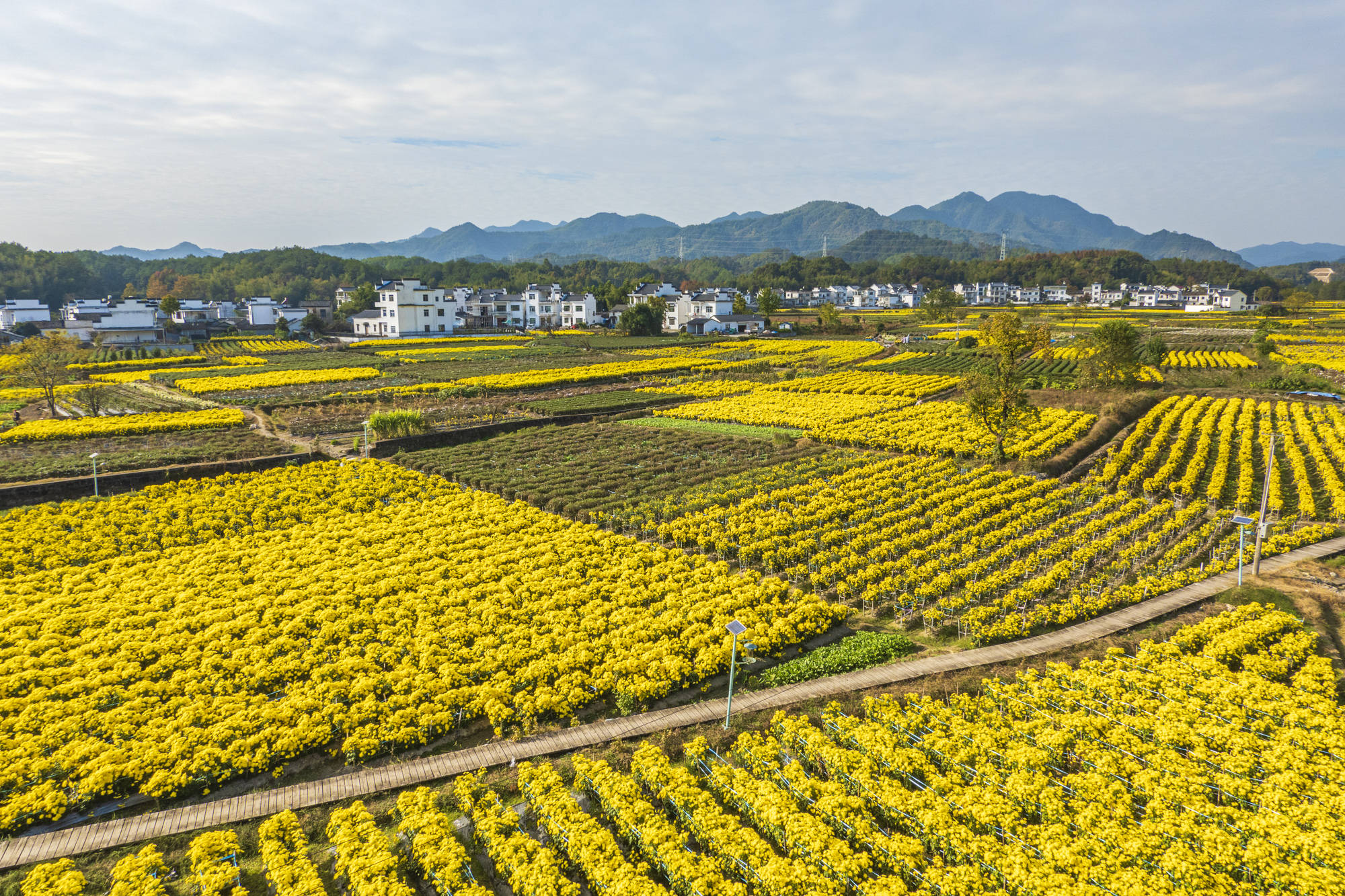 原创安徽有个菊花村2000亩菊田美成画住在这里太幸福了