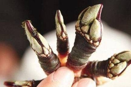 为什么叫佛手螺 b36b982271d74f3dab9eb717f33a268c.jpeg