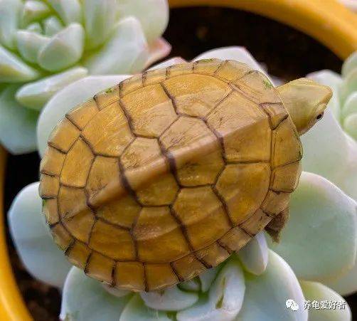 知识|除了养龟，你还会些什么呢？