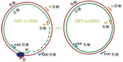 中美|乙肝HBVRNA谱，中美科学家共同完成，可监测残余转录活性