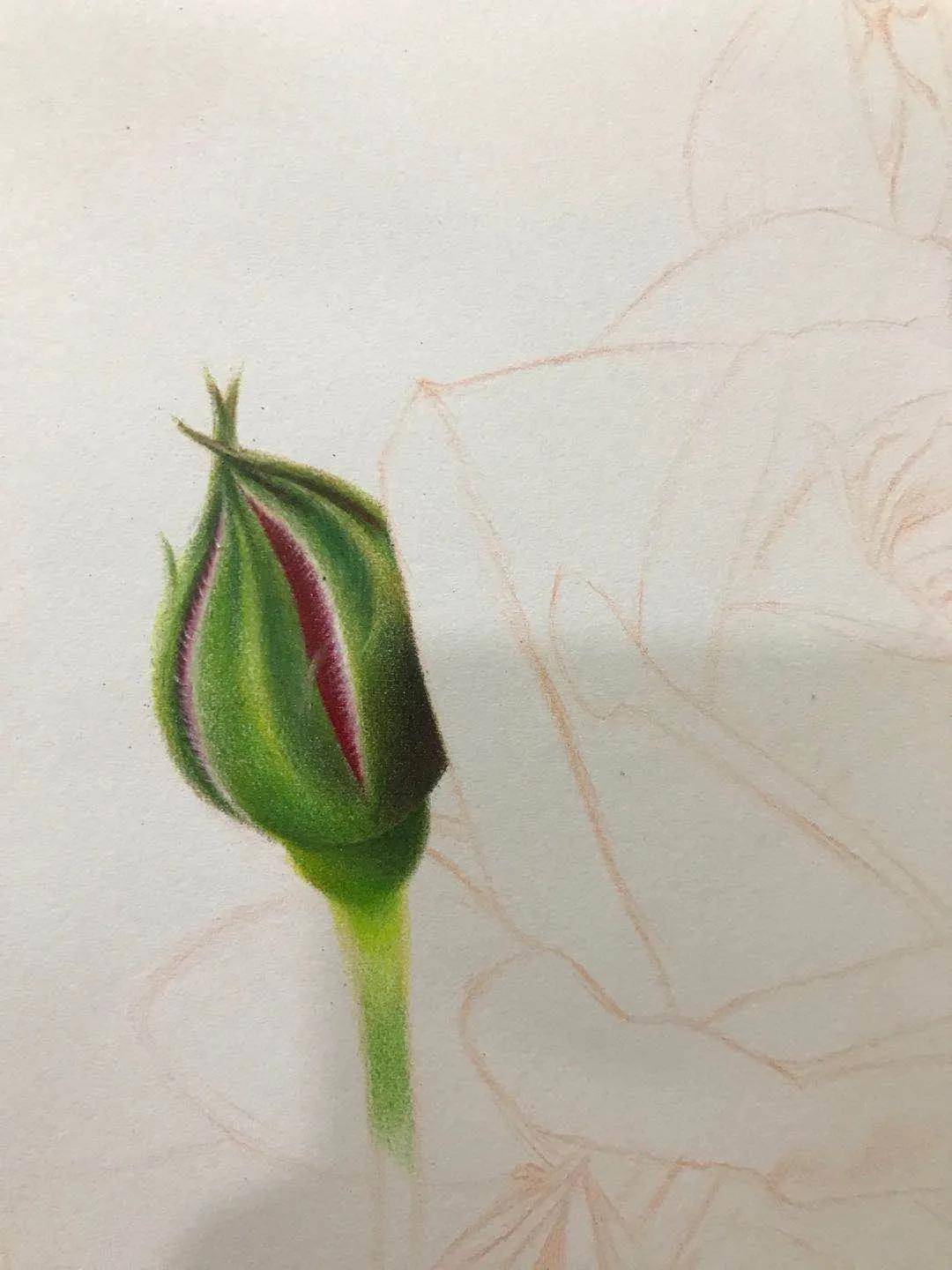 【推荐】适合初学者画的彩铅画|既简单又好看的彩铅画