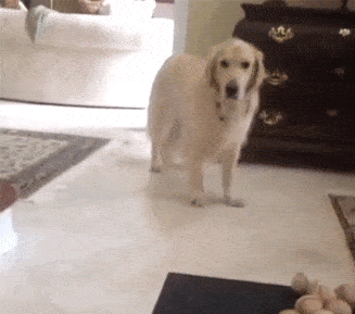 动物搞笑gif:狗子沙雕行为盘点,个个都是表情包