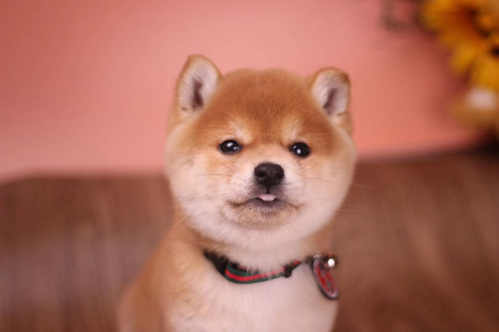 柴犬聪明吗，日本柴犬智商分析_搜狐网