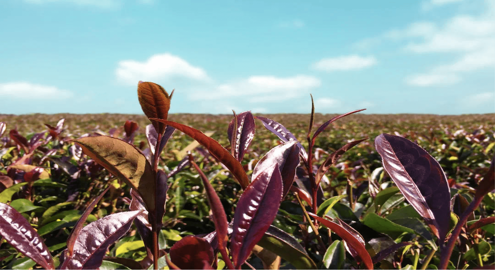 unique time原料之肯尼亚紫茶—赤道阳光的天眷-搜