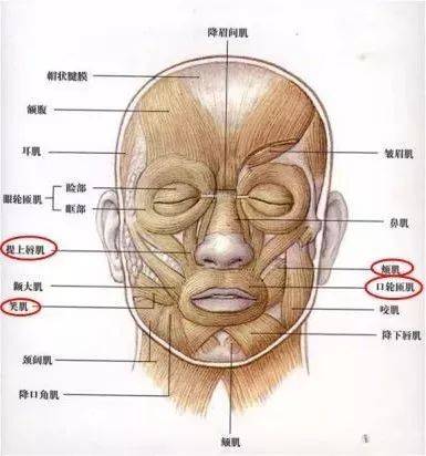 应用|稳！准！狠！万能肉毒的应用已经成为二十多岁年轻人保养的常规操作！