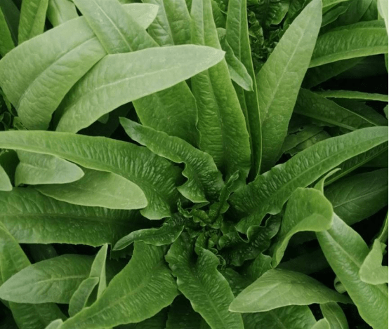 3步有效防治油麦菜病毒病