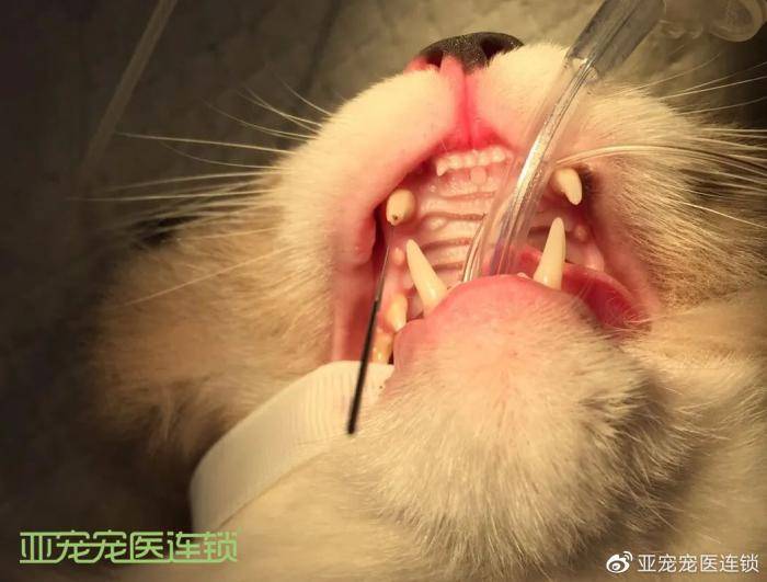 医生,我家猫牙齿断了一半,可以拔掉吗?