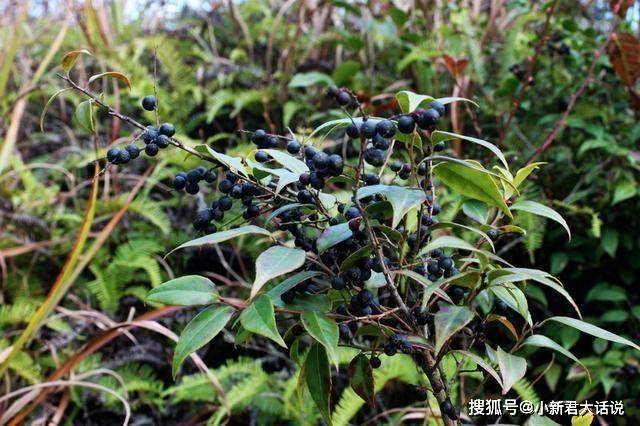 原创农村山里的野果落在地上无人采,但城里却卖几十块钱,还被抢着买