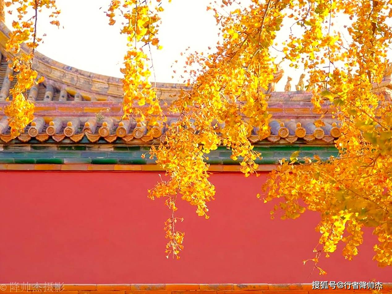 原创故宫的柿子熟了!黄叶红墙吸引无数游客,这是北京秋景最美的地方