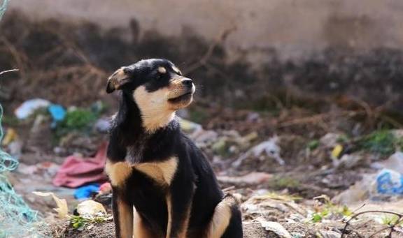原创太行山犬中的大笨狗是最称职的劳动者