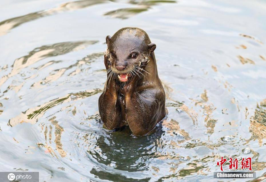 这么萌的水獭了解下 捂眼做祷告浑身都是戏