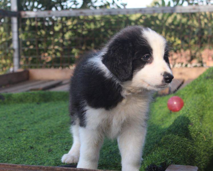 双血统边牧幼犬,有喜欢的吗_手机搜狐网